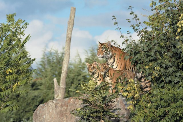 Tigres de Sumatra au zoo du pal